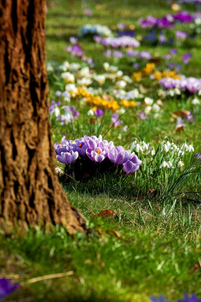 Proljetno cvijeće - šafrani i visibabe