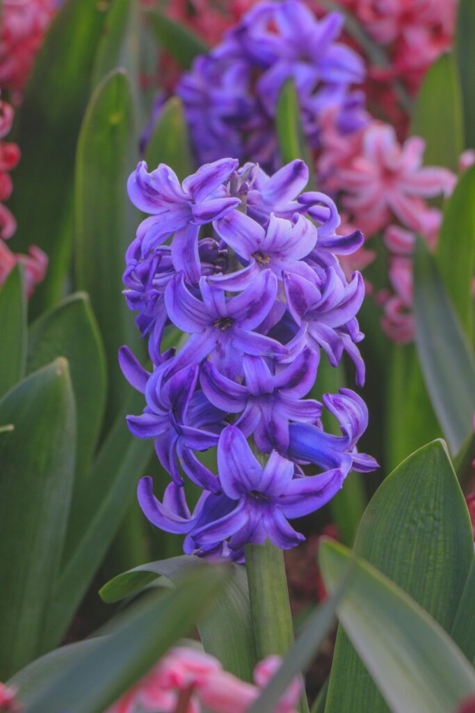 Proljetno cvijeće-Zumbuli