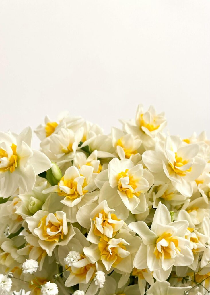 Proljetno cvijeće - Narcisi