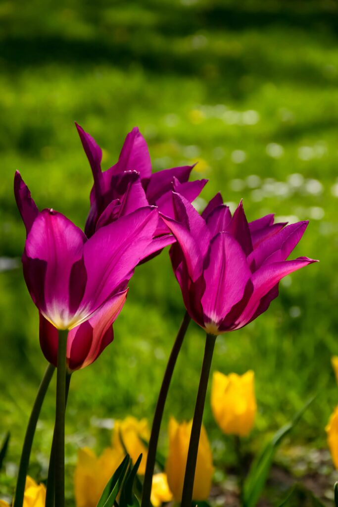 Proljetno cvijeće - Tulipani