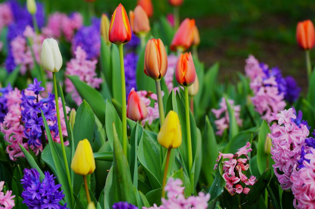 Proljetno cvijeće - Tulipani i zumbuli